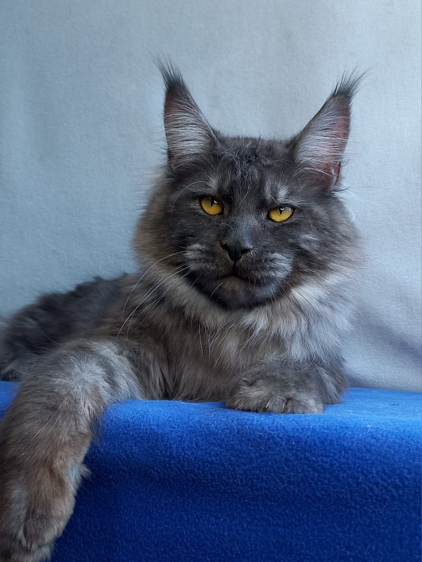 Devin Akbars - Adult maine-coon 11 months 1.5 week
