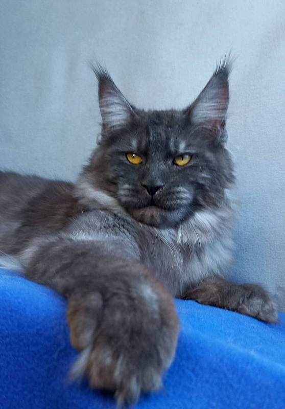 Devin Akbars - Adult maine-coon 11 months 1.5 week