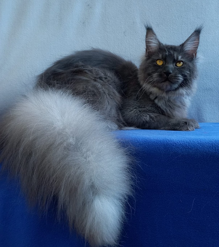 Devin Akbars - Adult maine-coon 11 months 1.5 week