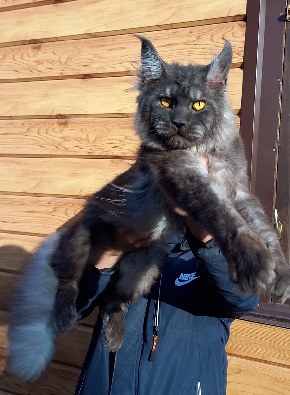 Devin Akbars - Adult maine-coon 1 year