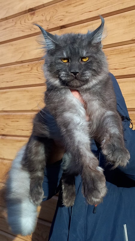 Devin Akbars - Adult maine-coon 1 year