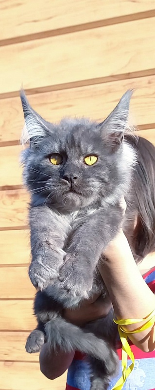 Devin Akbars - Kitten maine-coon 5 months 2 weeks