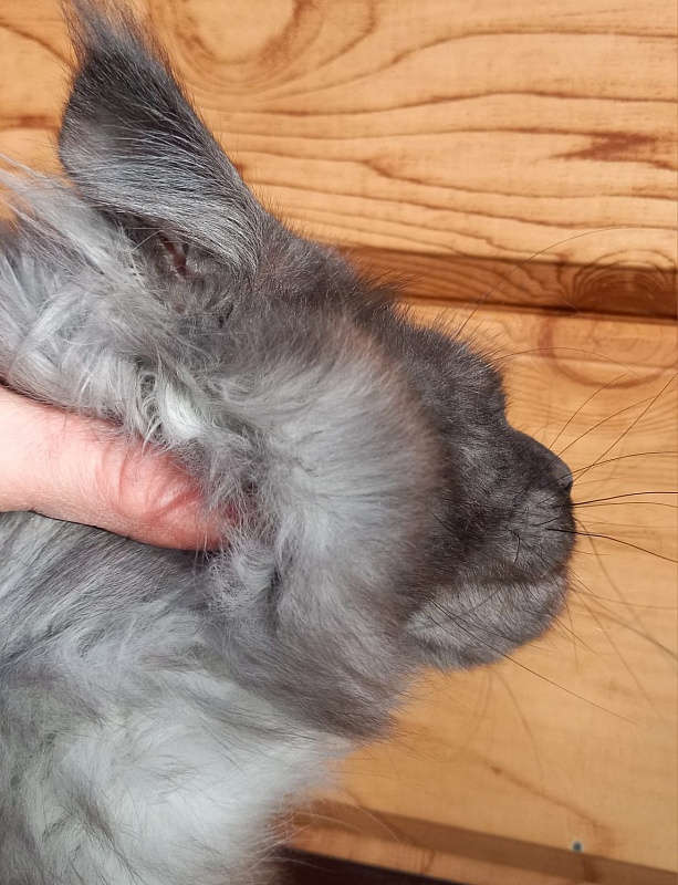 Devin Akbars - Adult maine-coon 1 year