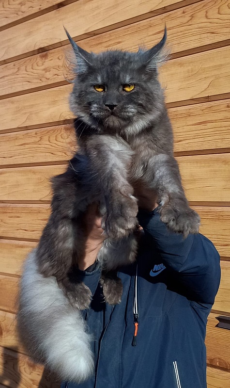 Devin Akbars - Adult maine-coon 1 year