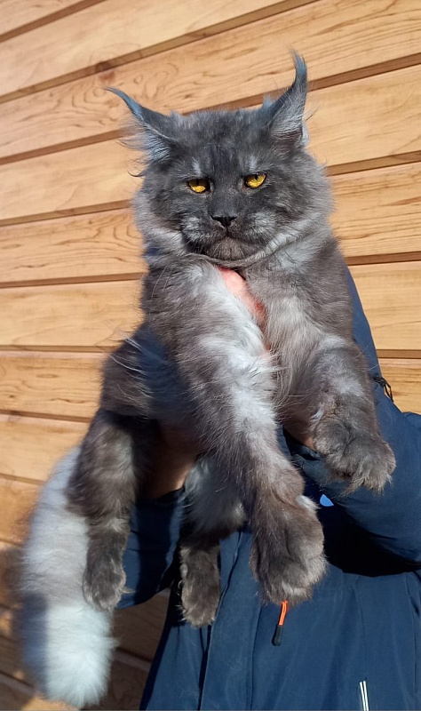 Devin Akbars - Adult maine-coon 1 year