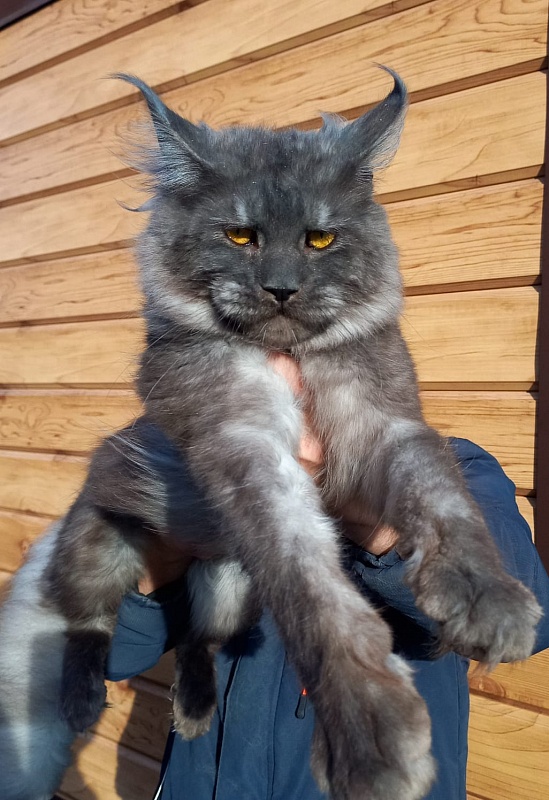 Devin Akbars - Adult maine-coon 1 year
