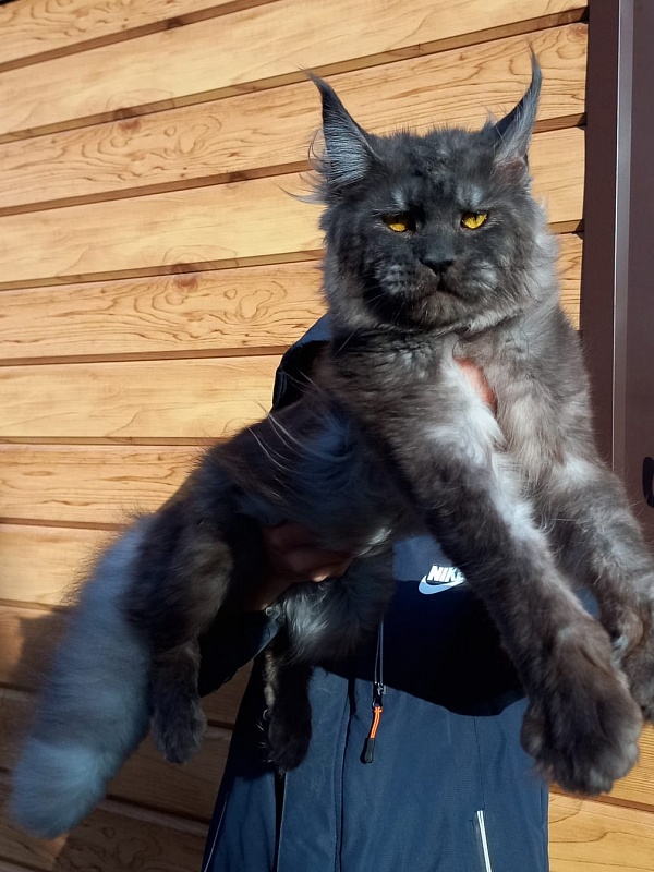 Devin Akbars - Adult maine-coon 1 year