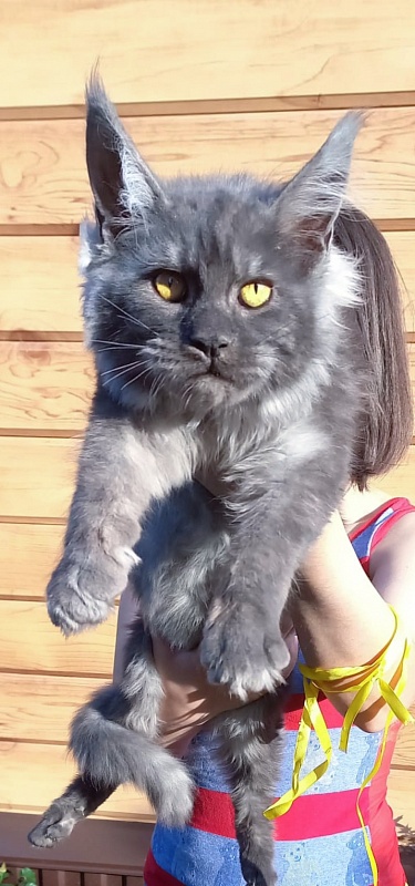 Devin Akbars - Kitten maine-coon 5 months 2 weeks