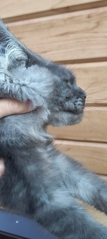 Devin Akbars - Kitten maine-coon 5 months 2 weeks