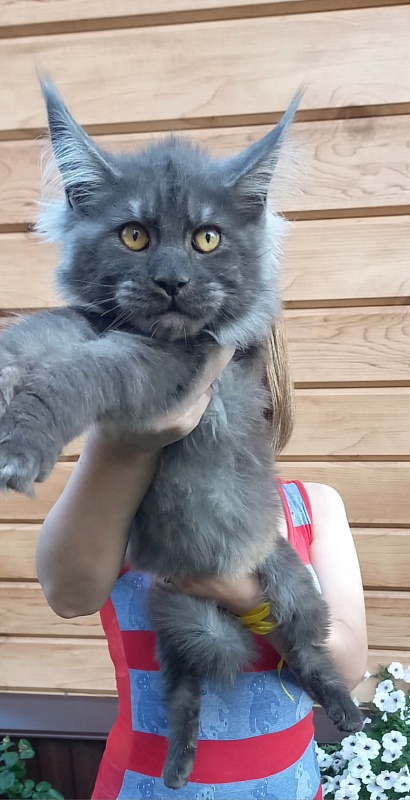 Devin Akbars - Kitten maine-coon 5 months 2 weeks