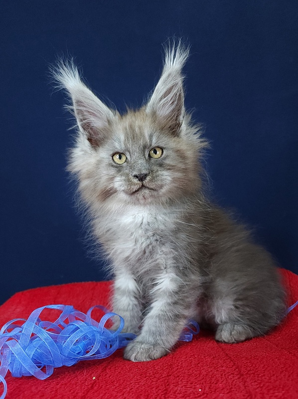 Dez Akbars - Kitten maine-coon 2 months 3 weeks