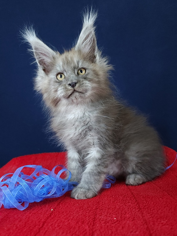 Dez Akbars - Kitten maine-coon 2 months 3 weeks