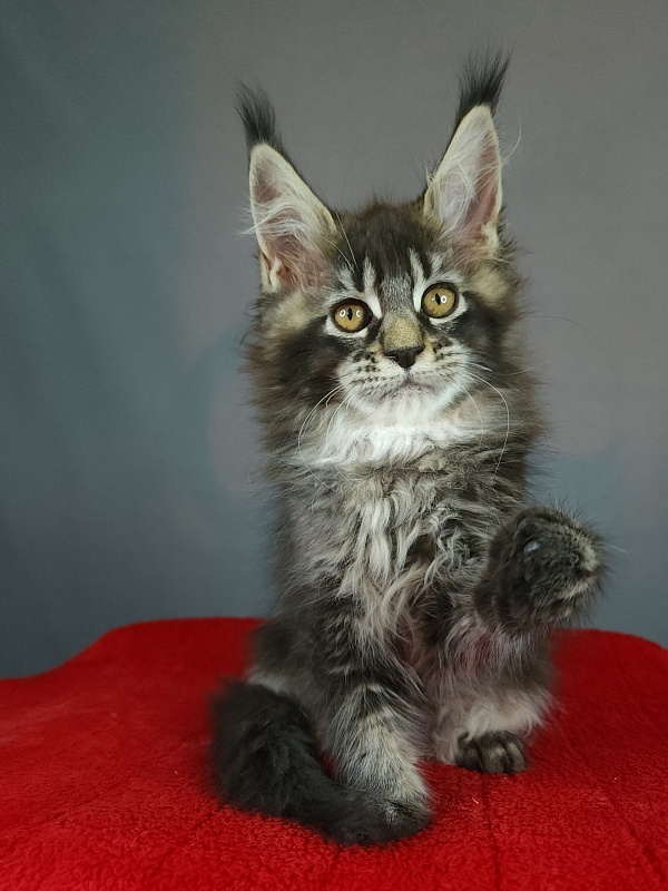 Dark Lynx Akbars - Kitten maine-coon 2 months 3 weeks