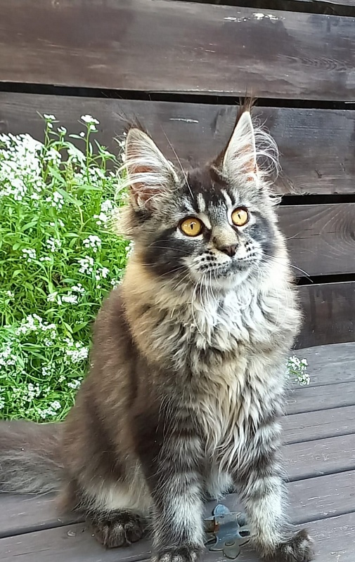 Dark Lynx Akbars - Kitten maine-coon 5.5 months