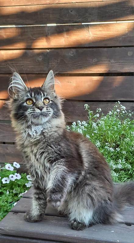 Dark Lynx Akbars - Kitten maine-coon 5.5 months