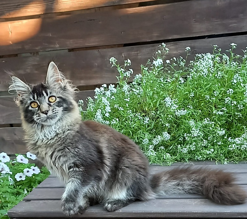 Dark Lynx Akbars - Kitten maine-coon 5.5 months