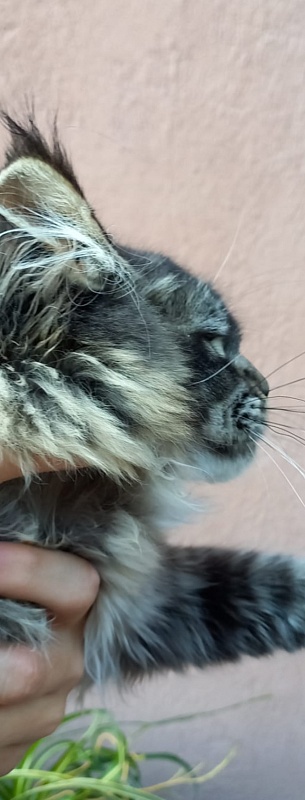 Dark Lynx Akbars - Kitten maine-coon 5.5 months