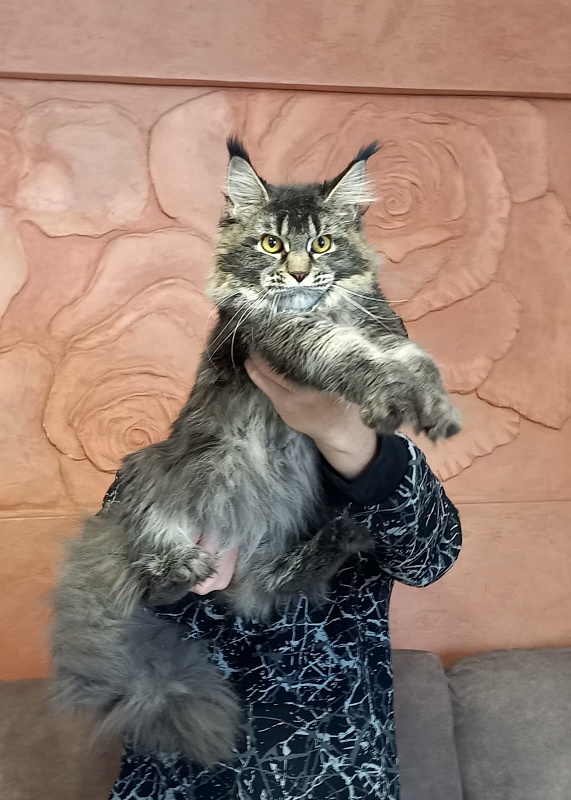 Dark Lynx Akbars - Adult maine-coon 10 months 0.5 weeks