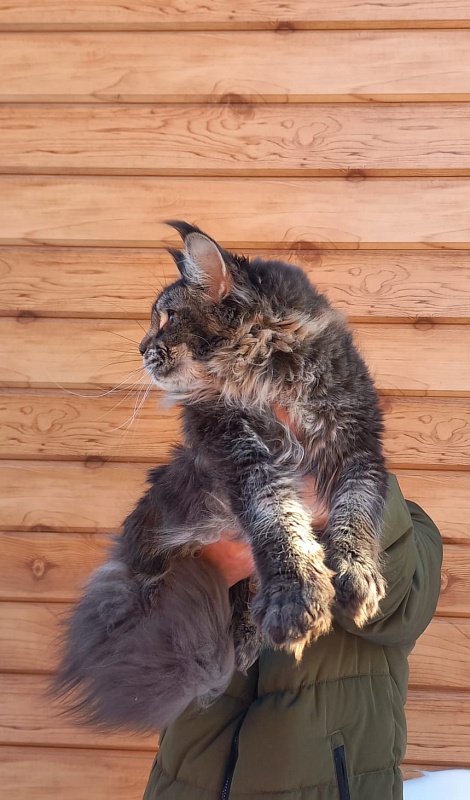 Dark Lynx Akbars - Junior maine-coon 9 months 3.5 weeks