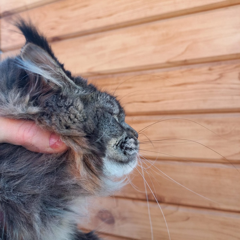 Dark Lynx Akbars - Junior maine-coon 9 months 3.5 weeks