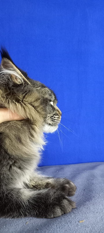 Dark Lynx Akbars - Kitten maine-coon 6 months 0.5 weeks