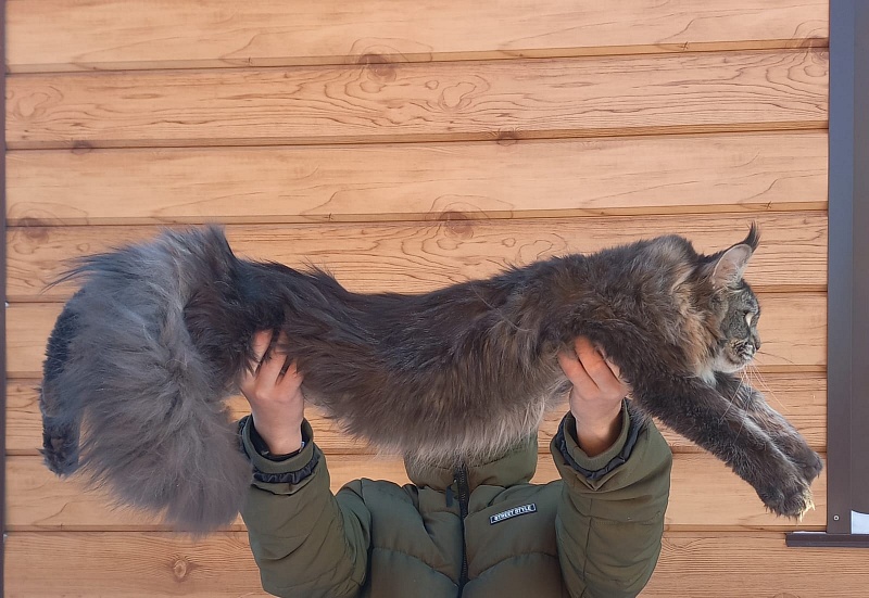Dark Lynx Akbars - Junior maine-coon 9 months 3.5 weeks