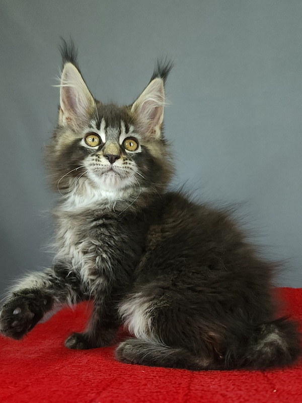 Dark Lynx Akbars - Kitten maine-coon 2 months 3 weeks