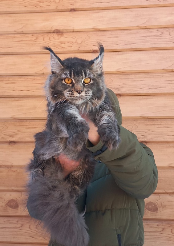 Dark Lynx Akbars - Junior maine-coon 9 months 3.5 weeks