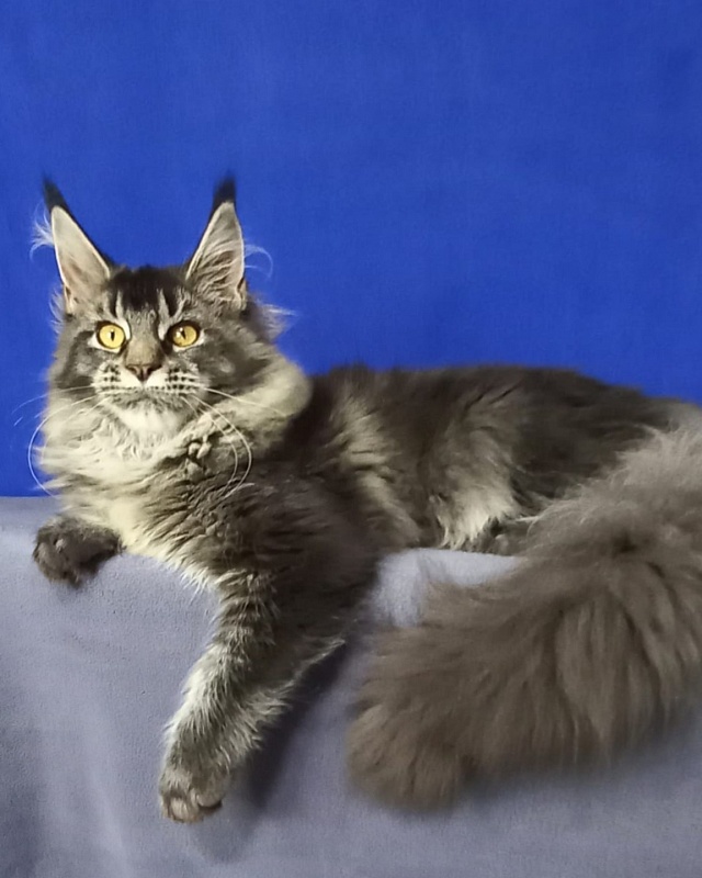 Dark Lynx Akbars - Kitten maine-coon 6 months 0.5 weeks