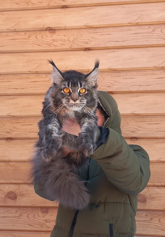 Dark Lynx Akbars - Junior maine-coon 9 months 3.5 weeks