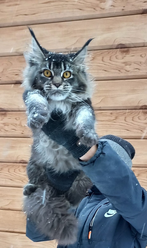 Dark Lynx Akbars - Junior maine-coon 8 months 1 week