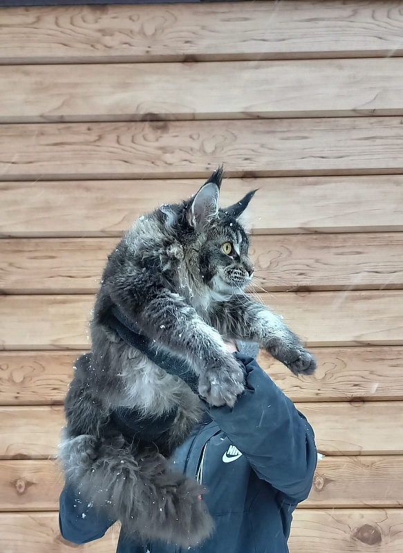 Dark Lynx Akbars - Junior maine-coon 8 months 1 week