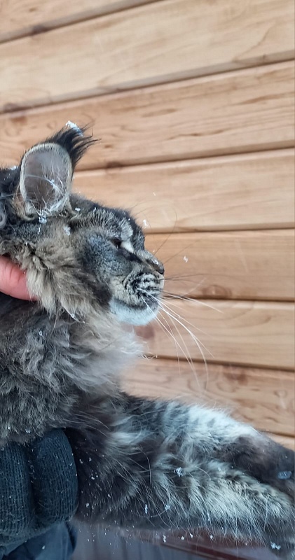 Dark Lynx Akbars - Junior maine-coon 8 months 1 week