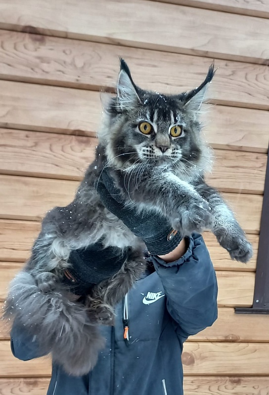 Dark Lynx Akbars - Junior maine-coon 8 months 1 week