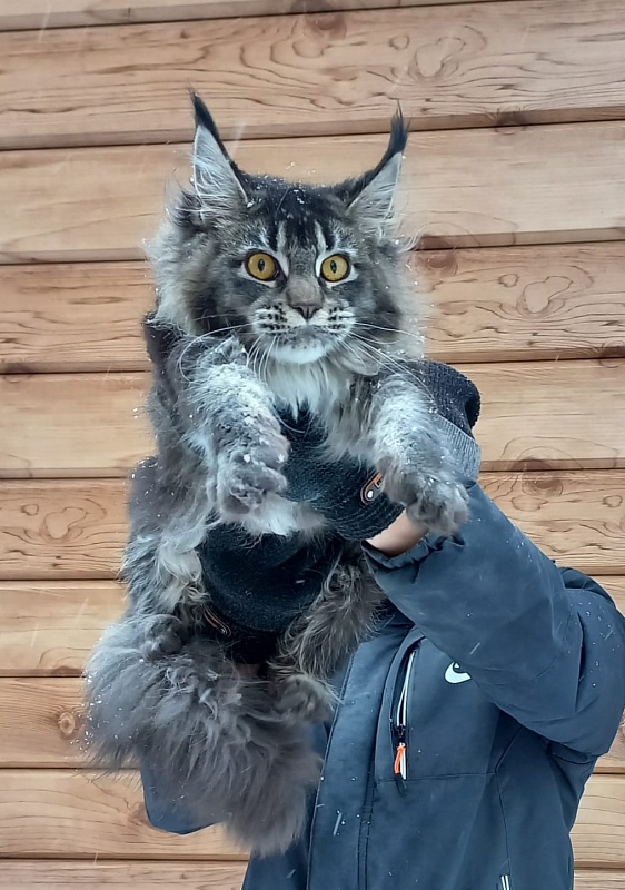 Dark Lynx Akbars - Junior maine-coon 8 months 1 week