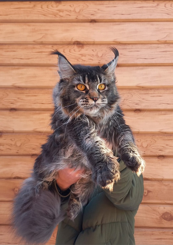 Dark Lynx Akbars - Junior maine-coon 9 months 3.5 weeks