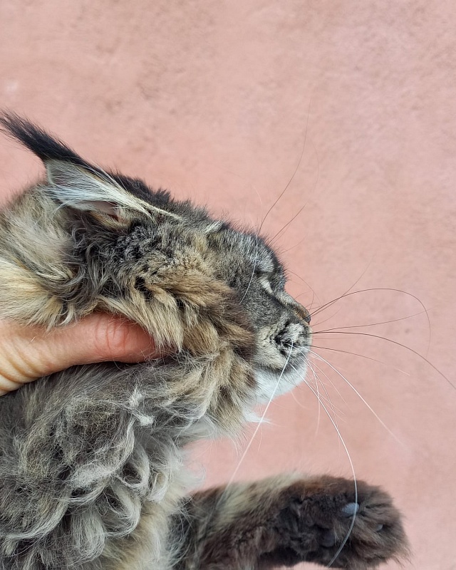 Dark Lynx Akbars - Adult maine-coon 10 months 0.5 weeks