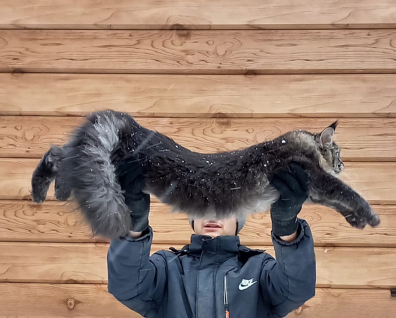 Dark Lynx Akbars - Junior maine-coon 8 months 1 week