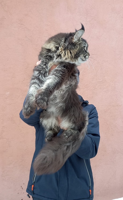 Dark Lynx Akbars - Adult maine-coon 10 months 0.5 weeks