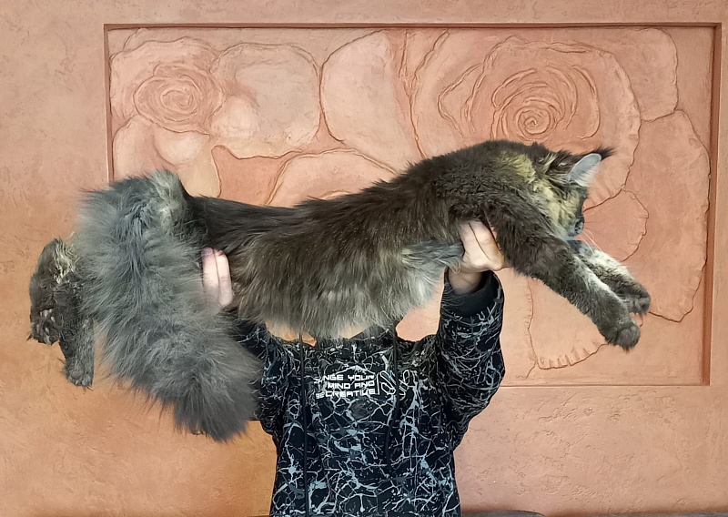 Dark Lynx Akbars - Adult maine-coon 10 months 0.5 weeks