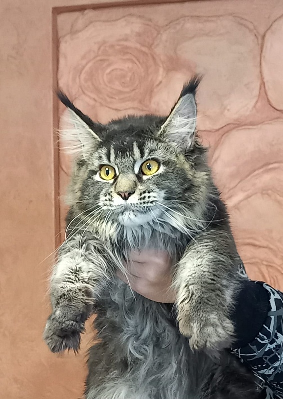 Dark Lynx Akbars - Adult maine-coon 10 months 0.5 weeks