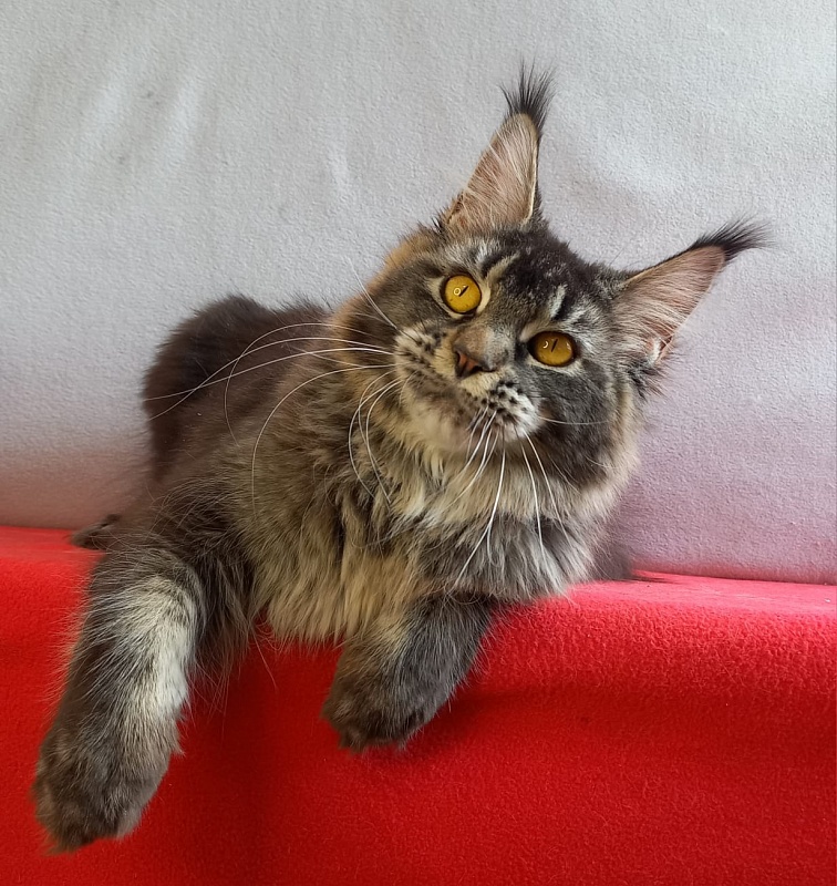 Dark Lynx Akbars - Adult maine-coon 11 months 1.5 week