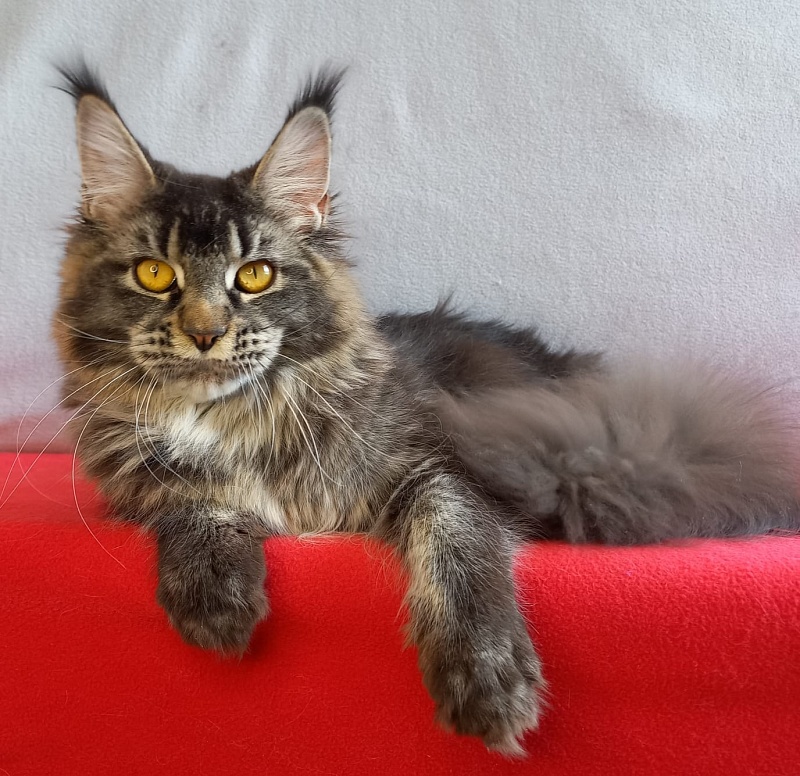 Dark Lynx Akbars - Adult maine-coon 11 months 1.5 week