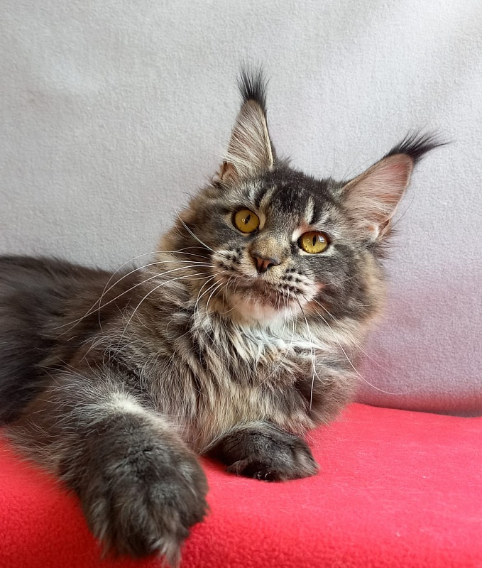 Dark Lynx Akbars - Adult maine-coon 11 months 1.5 week