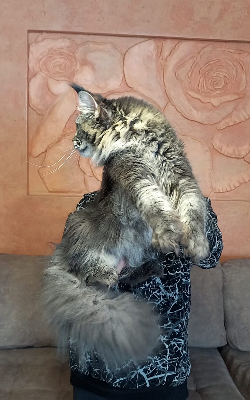 Dark Lynx Akbars - Adult maine-coon 10 months 0.5 weeks