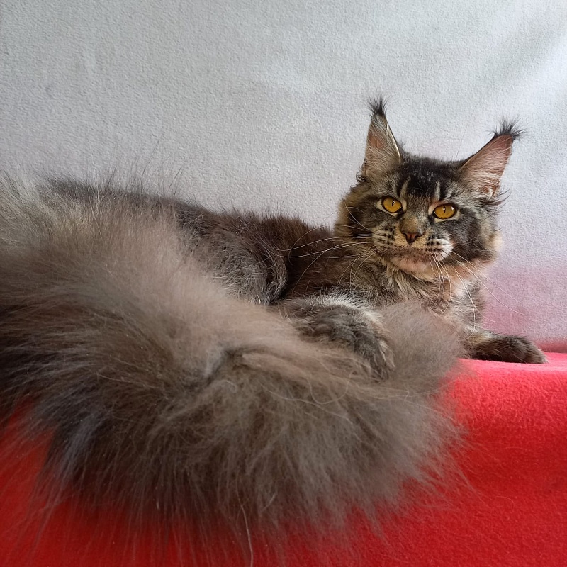 Dark Lynx Akbars - Adult maine-coon 11 months 1.5 week