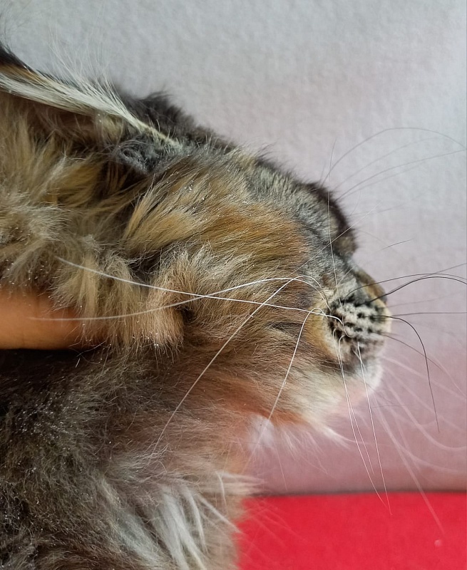 Dark Lynx Akbars - Adult maine-coon 11 months 1.5 week