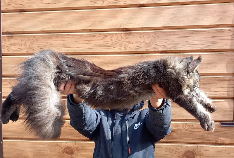 Dark Lynx Akbars - Adult maine-coon 1 year