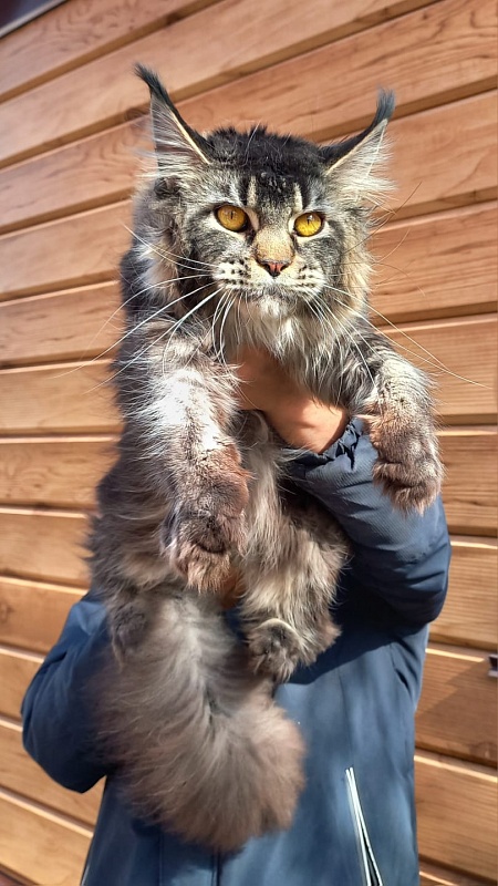 Dark Lynx Akbars - Adult maine-coon 1 year
