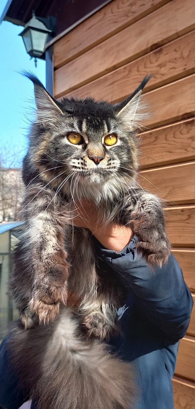 Dark Lynx Akbars - Adult maine-coon 1 year